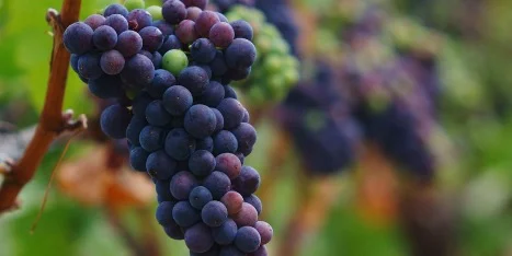 Любимый сорт большинства виноделов – Пино Нуар (Pinot Noir)