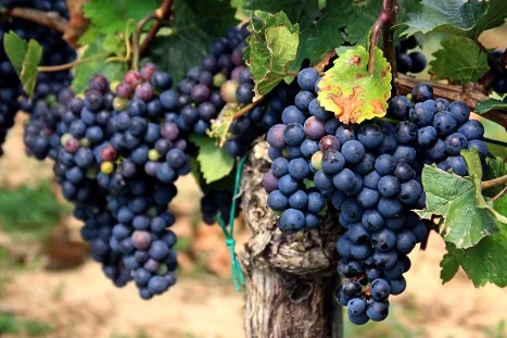 Рождение вина: от виноградника до бутылки