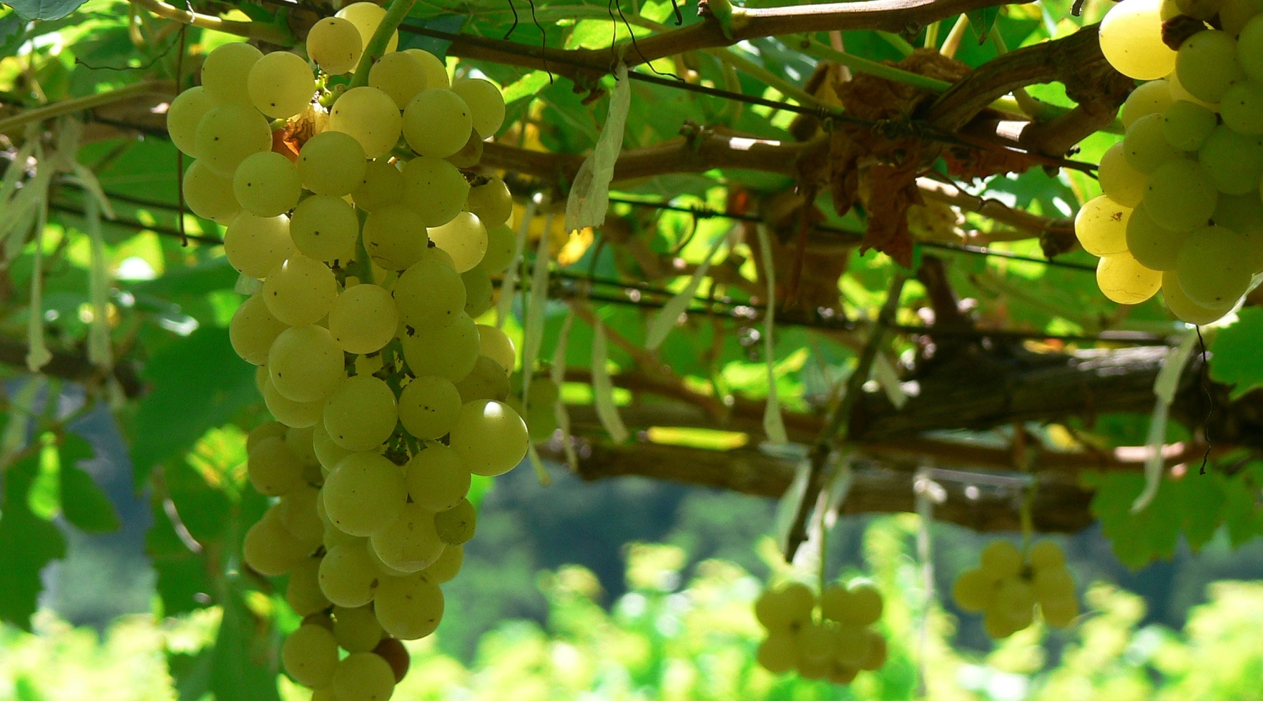 Шенен Блан (Chenin blanc) – пожалуй, самый недооценённый сорт винограда